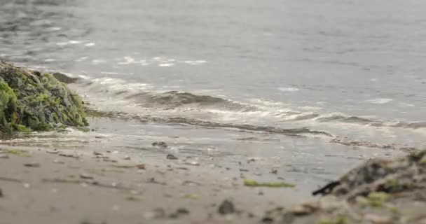 Wellen Krachen Gegen Das Sandige Ufer Dem Grünalgen Liegen Schöner — Stockvideo