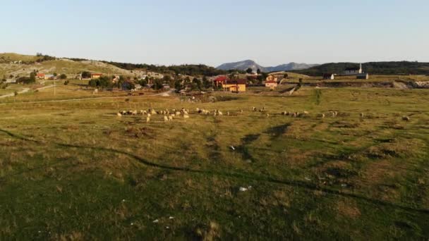 モンテネグロの牧草地を羊が歩く様子を空中で撮影 フィールド上の羊の放牧草の群れ 山の風景と村の羊のグループ 高品質4K映像 — ストック動画