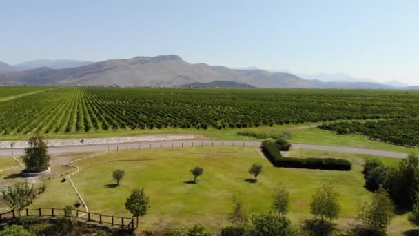 몬테네그로의 포도밭을 공중에서 내려다 수있다 드론은 풍경을 배경으로 아름다운 포도밭을 — 비디오