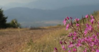Makedonya dağlarında güzel bir yol. Dağların arasında kayalar, ağaçlar, taşlar ve arka planda dağ tepeleri ve tepeler var. Yüksek kalite 4k görüntü