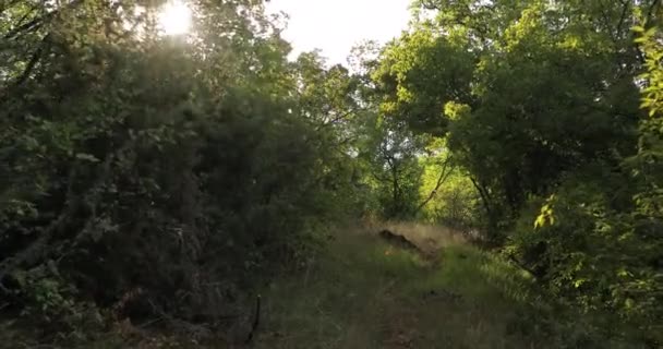 Bella Strada Nella Foresta Della Macedonia Strada Che Nel Bosco — Video Stock