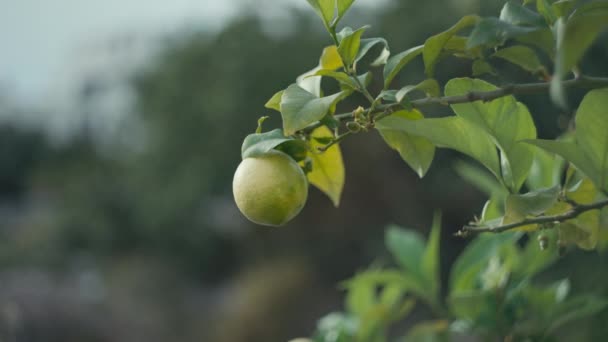 木からレモンを摘み取った女性の手のスローモーションクローズアップビデオ 家の近くの庭で新鮮なビタミンフルーツ — ストック動画