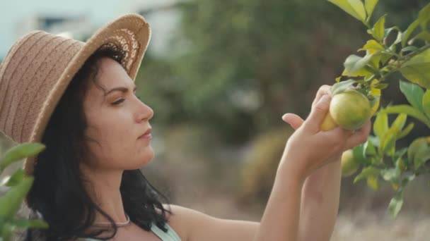 一个女孩从树上摘下一个黄色柠檬的特写镜头 家庭园艺和水果种植 — 图库视频影像