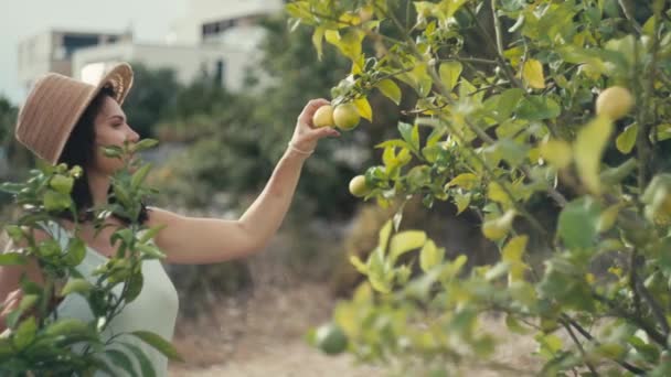 소녀는 나무에서 레몬을 있습니다 여자는 의정원에서 과일을 모은다 농사와 나무를 — 비디오