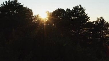 Aerial view of sunset, sunrise in the forest. A drone flies over the tops of pine trees through the branches of which sunlight penetrates. Beautiful background landscape video of mountain forests.