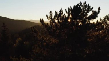 Aerial view of sunset, sunrise in the forest. A drone flies over the tops of pine trees through the branches of which sunlight penetrates. Beautiful background landscape video of mountain forests.