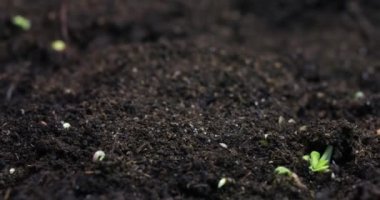 İlkbaharda büyüyen bitkiler, dinamik dönüşümlü Timelapse filizleri, yeni doğan bitkiler. Yüksek kalite 4k görüntü