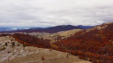 Sonbahar dağlarında ormanın üzerinde uçan bir dron. Güzel altın ağaçlara sahip orman dağ sıraları ve yamaçlarla çevrilidir. Mevsimlerin güzel hava manzarası.
