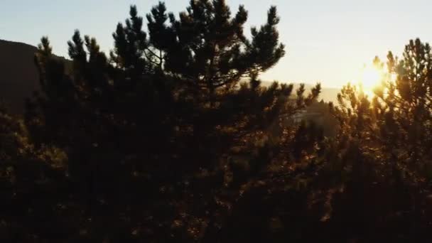 Luchtfoto Van Zonsondergang Zonsopgang Het Bos Een Drone Vliegt Toppen — Stockvideo