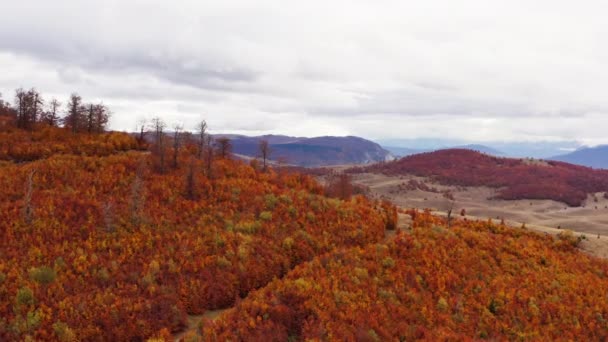 Drone Vliegt Het Bos Herfstbergen Het Bos Met Prachtige Gouden — Stockvideo