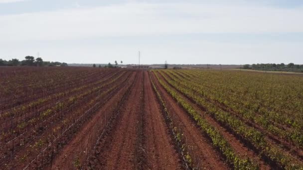 Vineyard Plantations Dron Video Aerial View Landscape Grapes Grow Bushes — Stock video