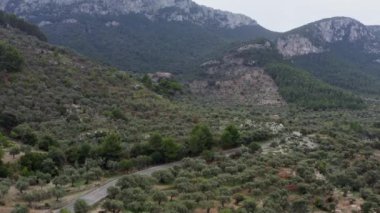 Etrafı kayalarla ve kozalaklı ağaçlarla çevrili dağlarla çevrili, zeytin ağaçlı tarlaların havadan görünüşü. Ve zeytin ağaçlarının arasında yol soğur..