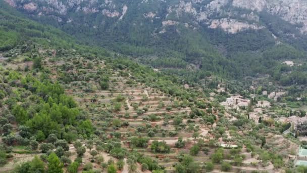 Aerial View Fields Olive Trees Growing Landscape City Surrounded Mountains — Wideo stockowe