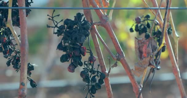 Dried Bunches Grapes Hanging Branch Vineyard Making Wine Spored Fruit — Video Stock