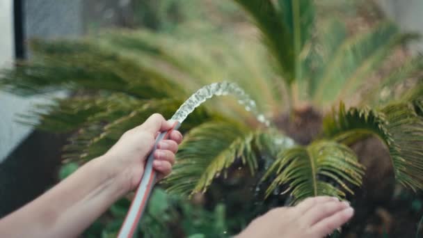 Slow motion close-up vidéo d'une main de femme arrosant les feuilles d'une plante. Prendre soin des plantes à la maison dans le jardin.