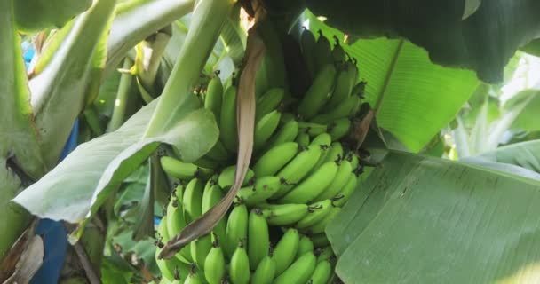 Video Showing Banana Tree Large Green Bunch Bananas Have Yet — Stockvideo