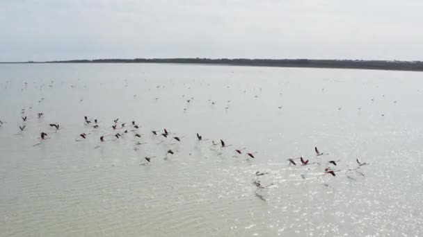 Vista Aérea Flamingos Drone Vídeo Belos Pássaros Flamingo Voando Sobre — Vídeo de Stock