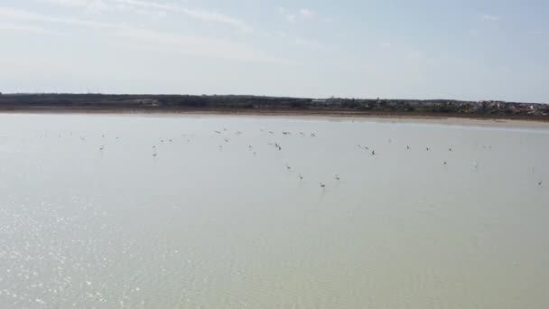 Aerial View Flock Pink Flamingos Flying Waving Its Wings Water — Vídeos de Stock