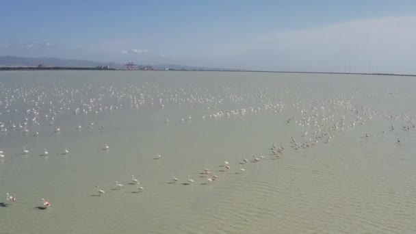 Aerial View Flock Pink Flamingos Flying Waving Its Wings Water — Stockvideo