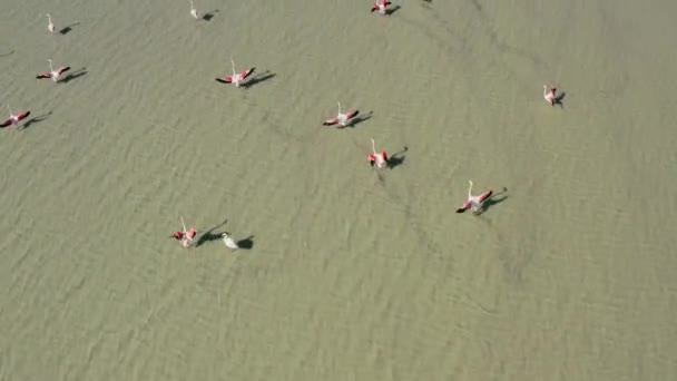 Aerial View Flocks Pink Flamingo Birds Standing Salt Lake Lagoon — Vídeos de Stock