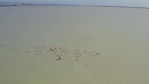 Aerial View Flock Pink Flamingos Flying Waving Its Wings Water — Wideo stockowe