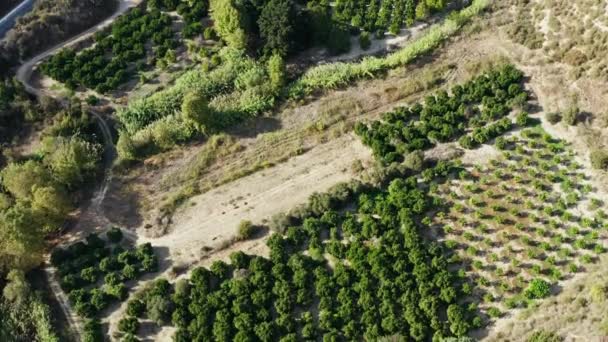 Güzel Bir Manzaradaki Tarımsal Alanların Havadan Görünüşü Mandalina Ağaçlarının Muzların — Stok video