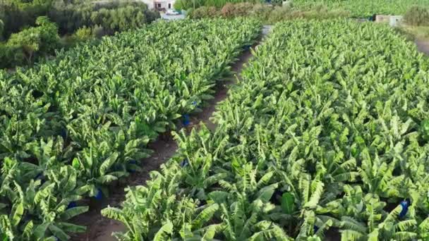 Aerial View Banana Plantations Banana Trees Fresh Organic Fruits Grow — Stockvideo