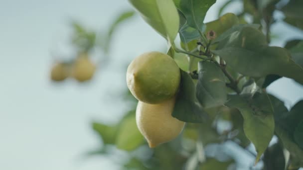 Ağaçta Yetişen Limonların Yakın Çekimi Bahçede Meyve Yetiştiriyor Meyveli Limon — Stok video