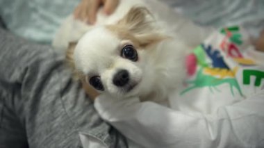 Çocukların elinde küçük, güzel bir köpek. Chihuahua köpeği evde bir çocukla oynuyor. Evcil hayvan hayatının yavaş çekim 4K videosu. Yüksek kalite 4k görüntü