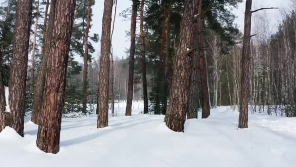 Aerial View Winter Forest Sunny Weather Snowflakes Fly Snowy Ground — Vídeo de Stock