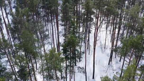 Drone Video Pine Forest Snowy Weather Landscape Video Winter Trees — Video Stock