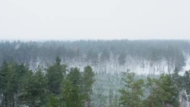 Ormandaki kar fırtınasının insansız hava aracı videosu. Güzel bir kış manzarasında çam ağacı. Kar taneleri soğuk havada ormanda yere düşerler. Yüksek kalite 4k görüntü
