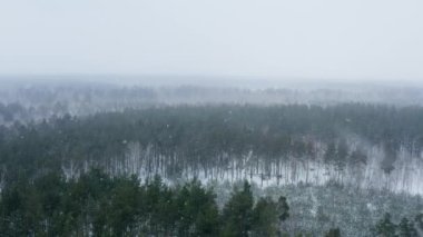 Kış orman manzarası. Soğuk mevsimde kar yağdığında karla kaplı çam ağaçları. Kış ağaçlarının uzaktan kumandalı videosu. Yüksek kalite 4k görüntü