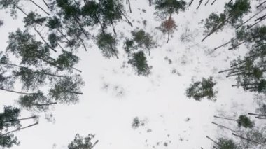 Doğanın kışın drone videosu. Kışın ağaçlarla kaplı çam ormanı. Karlı güzel bir manzara. Yüksek kalite 4k görüntü