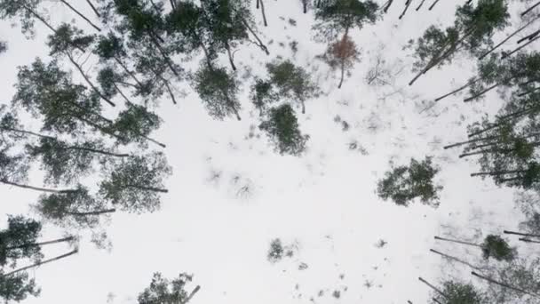 Drone Video Nature Winter Pine Forest Trees Covered Snow Winter — Vídeo de stock