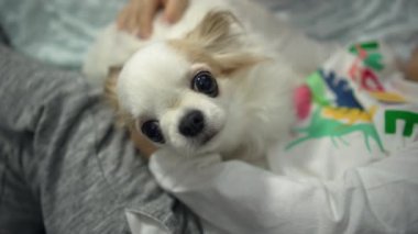 Çocukların elinde küçük, güzel bir köpek. Chihuahua köpeği evde bir çocukla oynuyor. Evcil hayvan hayatının yavaş çekim 4K videosu. Yüksek kalite 4k görüntü