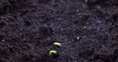 Fasulye yetiştirme videosu. Yüksek kalite 4k görüntü