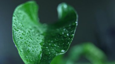 Yeşil bir yapraktan bir damla çiy akar. Doğa yağmur damlaları, akan damlalarda güzel büyük bir yaprak..