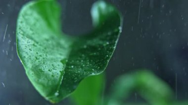 Yağmurdan sonra doğa. Yağmur ormanlarındaki büyük bir yapraktan bir damla su düşer. Yavaş çekim makro 4K video bir damla su damlayan bitki.