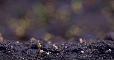 Timelapse sprouting of sprouts cabbage from the ground in a dynamic shot. High quality 4k footage