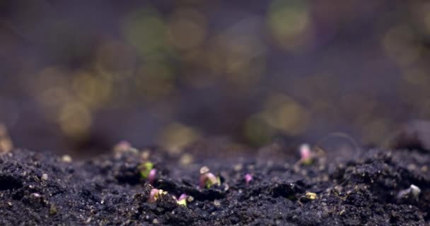 Timelapse Sprouting Sprouts Cabbage Ground Dynamic Shot High Quality Footage — 图库视频影像