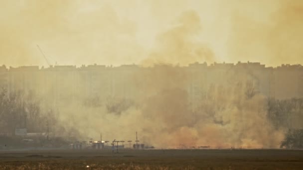 Fogo Campo Onde Grama Árvores Estão Queimando Fumaça Fumaça Cidade — Vídeo de Stock