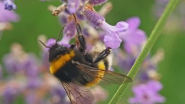 Bumblebee, yavaş çekimde lavanta macrosu üzerine polen topluyor. Yüksek kalite 4k görüntü