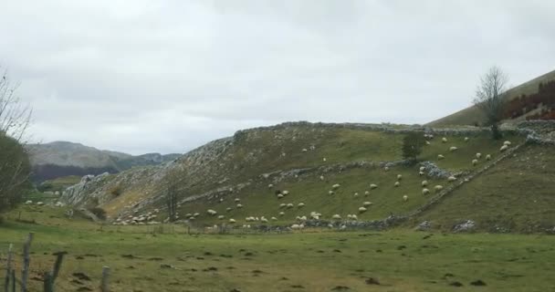 Highlands Sheep Grazing Lawn High Quality Footage — ストック動画