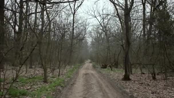 Dirt Road Spring Forest Mystical Forest Trees Leaves Which Life — Vídeos de Stock