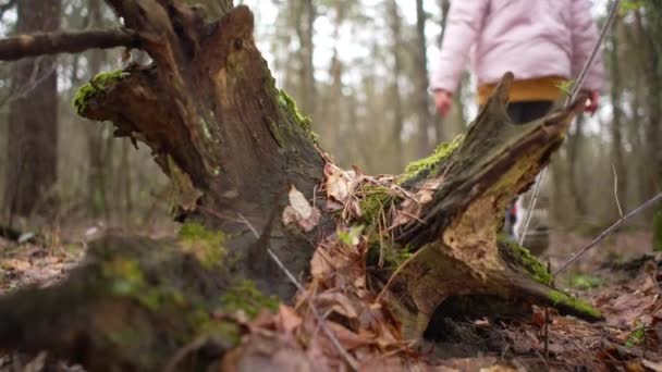 Teenager Walks Dense Spring Forest Girl Walks Woods Trees Roots — 图库视频影像