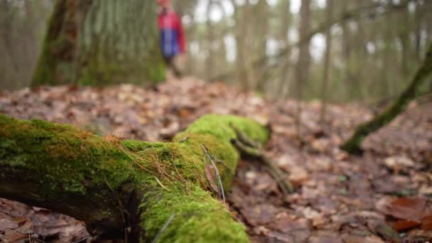 Een Man Aan Het Wandelen Het Voorjaarsbos Boom Begroeid Met — Stockvideo