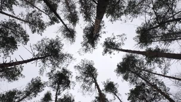 Mystical Spring Forest Tree Tops Silhouette Beautiful Landscape Abstract Forest — 图库视频影像