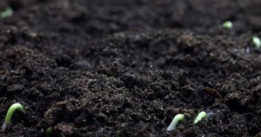Yerden filizlenen bezelye filizleri dinamik bir çekimde. Yüksek kalite 4k görüntü