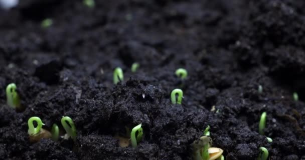 Pant Growth Sprouts Sprouting Ground Plant Life Timelapse High Quality — Wideo stockowe